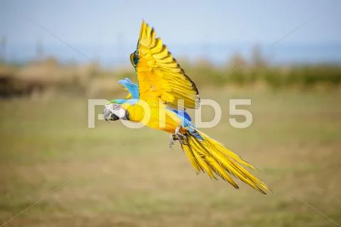 Landing blue-and-yellow macaw. Tropical parrot flying close to the ground Stock Photos