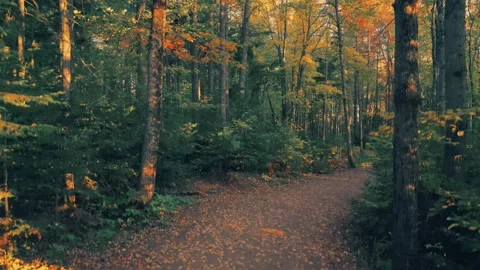 Landing Drone Flight Shot In The Trees With Beautiful Fall Colours Stock-Footage 255168413