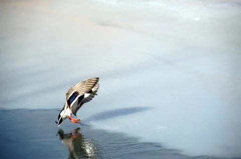 Landing duck Stock Photos