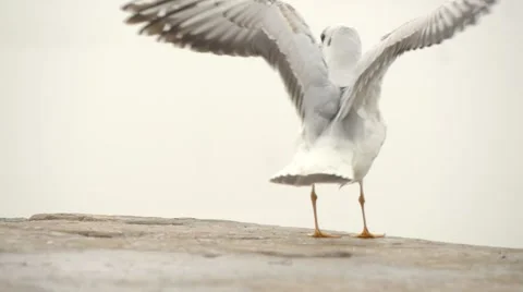 Landing gull Video stock 49196485