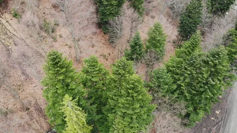 Landing next to pine trees in early spring Stock Footage 127282983