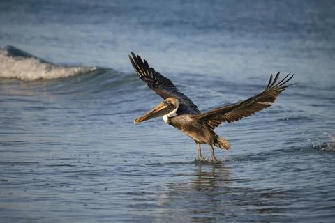 Landing pelican Stock Photos