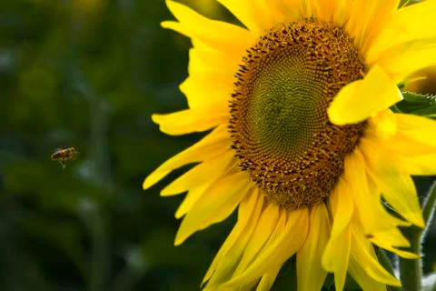 Landing Stock Photos