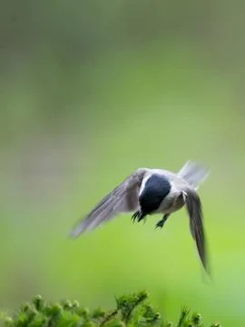 Landing Stock Photos