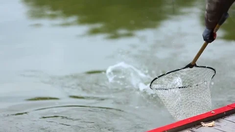 Landing rainbow trout fish in the net. Video stock 85039711