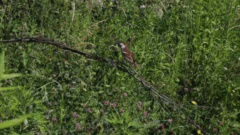 Landing Sparrow Stock Footage