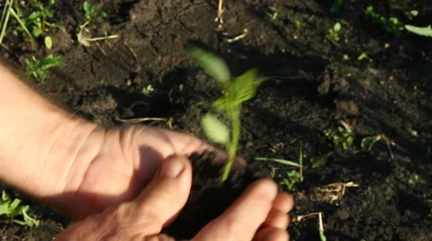 Landing of sprouts pepper. Video stock 57625427