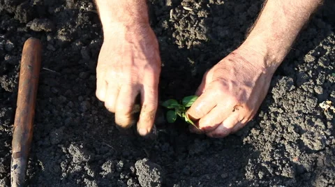 Landing of sprouts pepper. Video stock 57626584