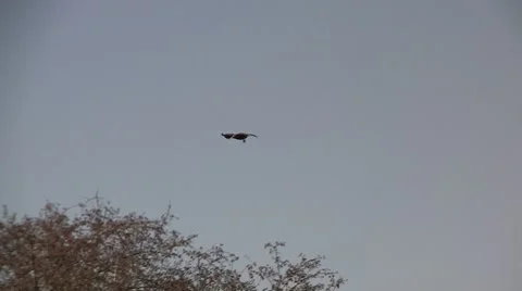 Landing vulture Stock Footage 8625846