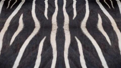 Landing on zebra pattern Stock Footage 91402364