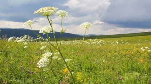 Landscape 3 Stock Footage 7740700