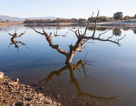 Landscape abstract background. Dead tree alone without leaves on blue sky bac Stock Photos