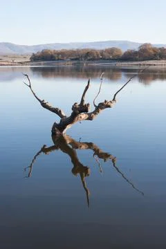 Landscape abstract background. Dead tree alone without leaves on blue sky bac Stock Photos
