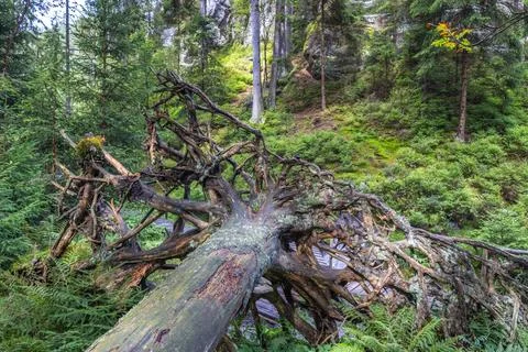 Landscape of Adrspach-Teplice Rocks area, in Hradec Kralove Region in Czech.. Foto stock