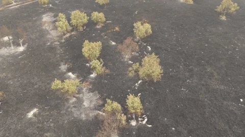 Landscape after a forest fire with burned trees and pastureland. Spain 2025 Video stock 328366793