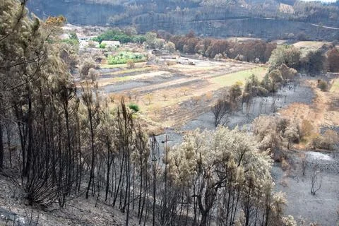 Landscape after the massive forest fires in Portugal Stock Photos