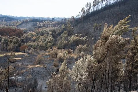 Landscape after the massive forest fires in Portugal Stock Photos