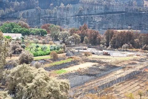 Landscape after the massive forest fires in Portugal Stock Photos
