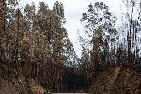 Landscape after the massive forest fires in Portugal Stock Photos