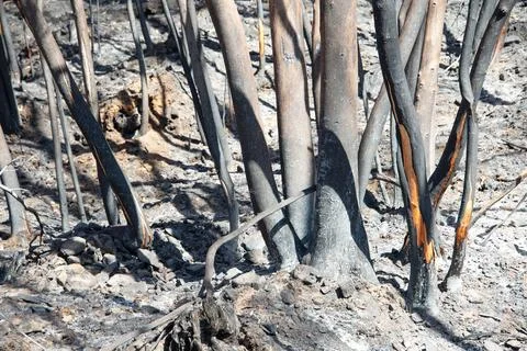 Landscape after the massive forest fires in Portugal Foto stock