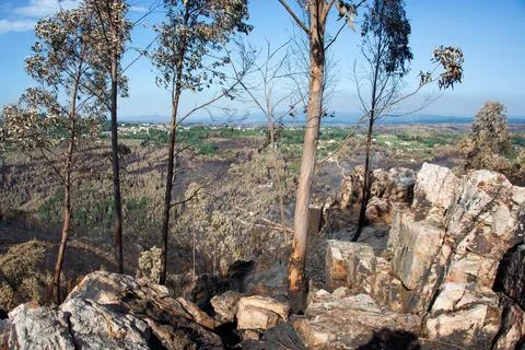 Landscape after the massive forest fires in Portugal Foto stock