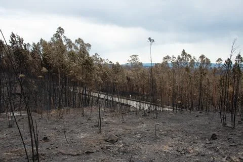 Landscape after the massive forest fires in Portugal Stock Photos