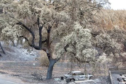 Landscape after the massive forest fires in Portugal Stock Photos