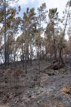 Landscape after the massive forest fires in Portugal Stock Photos