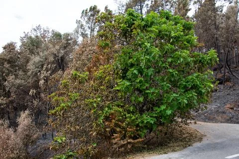 Landscape after the massive forest fires in Portugal Foto stock