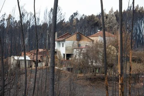 Landscape after the massive forest fires in Portugal Foto stock