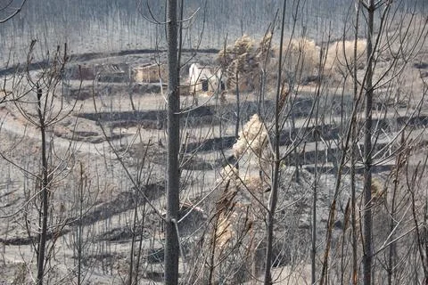 Landscape after the massive forest fires in Portugal Stock Photos