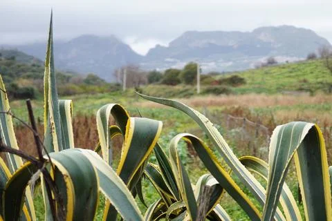 Landscape with agave in the foreground. 스톡 사진