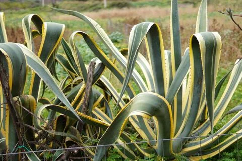Landscape with agave in the foreground. Stock-Fotos