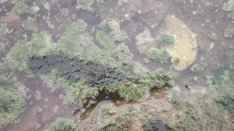 Landscape algae view in pond in monsoon season Stock Photos