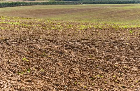 Landscape with almost empty field with small green plants starting to grow Stock Photos