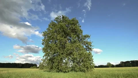 Landscape of the Alsace plain in time lapse at dusk. Stock Footage 156488143