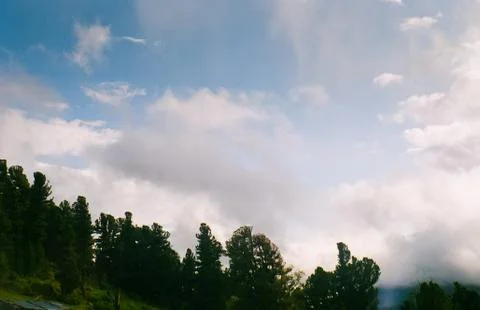 Landscape of altai forests. Coniferous forests on the Altai. Stock Photos