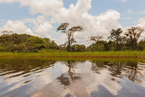 Landscape Of Amazon Jungle Stock Photos