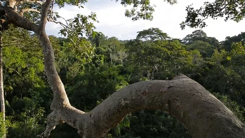 The landscape of the amazon rainforest Video stock 103044686