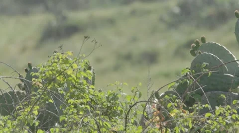 Landscape and cactus Stock Footage 43867047