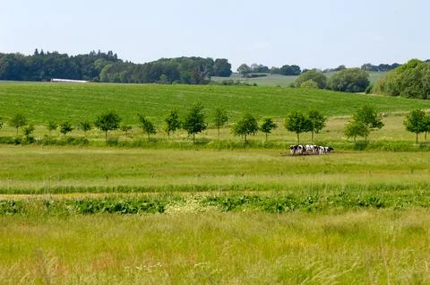 Landscape and cows Foto stock