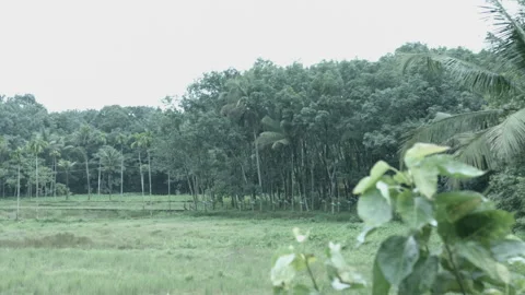 Landscape and green trees Video stock 200969971