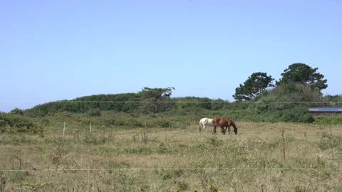 Landscape and horses Video stock 160355213