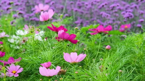 The landscape and nature background 動画素材 146079644