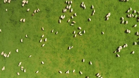 Landscape and sheeps Stock Footage 108171205