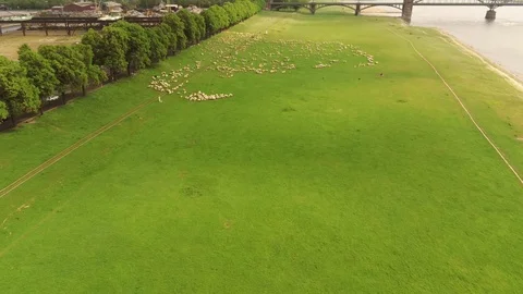 Landscape and sheeps Stock Footage 108175615