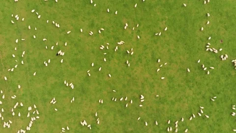Landscape and sheeps Stock Footage 108175764