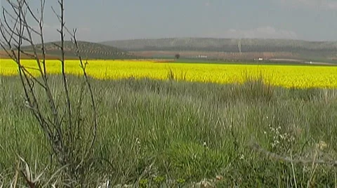 Landscape in Andalusia Video stock 3981078