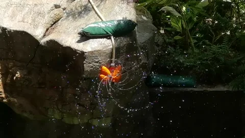 Landscape automatic garden watering system with different rotating sprinklers Stock Footage 157536101