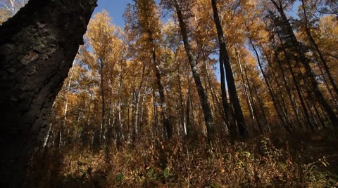 Landscape autumn 008.mov Stock Footage 8775997